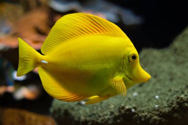 Sarı tang Zebrasoma alevleri denizin altında balık avlar.