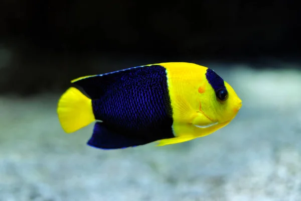 Zweifarbiger Skalar Centropyge zweifarbiger Fisch unter Wasser im Meer — Stockfoto