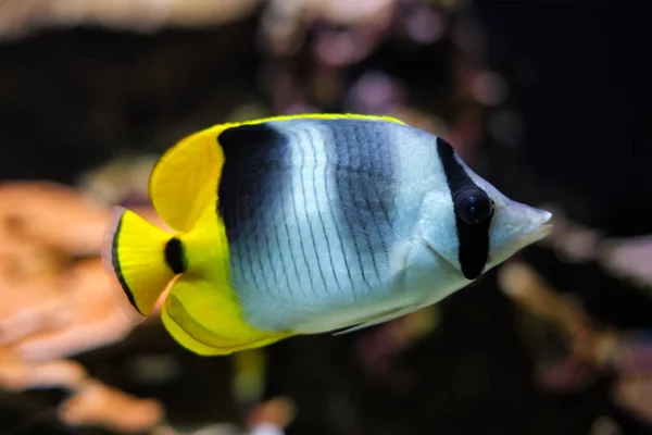 Stilla havet dubbelsadel fjäril flugfisk Chaetodon ulietensis fisk under vatten i havet — Stockfoto