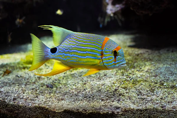 Threadfin Snapper Symphorichthys Ryby Spilurus podwodne w morzu — Zdjęcie stockowe