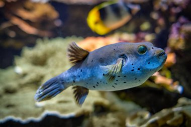 Kara lekeli kirpi Arothron nigropunctatus sualtı balığı