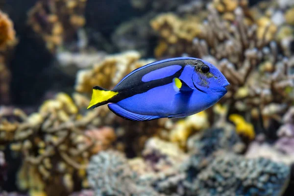 Paracanthurus hepatus pez cirujano azul submarino en el mar —  Fotos de Stock