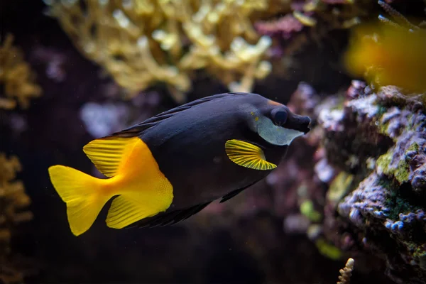 Tvåfärgad räv Siganus uspi fisk under vatten i havet — Stockfoto