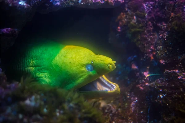 Moray pez anguila bajo el agua en el mar —  Fotos de Stock