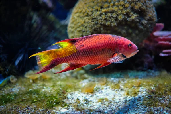 Spotfin hogfish underwater in sea — Stock Photo, Image