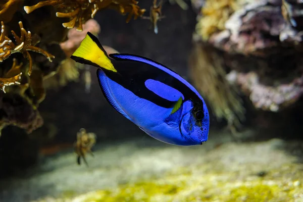 Paracanthurus hepatus pez cirujano azul submarino en el mar —  Fotos de Stock