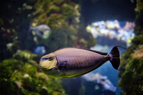 Bignose unicornfish Naso vlamingii peces bajo el agua en el mar —  Fotos de Stock