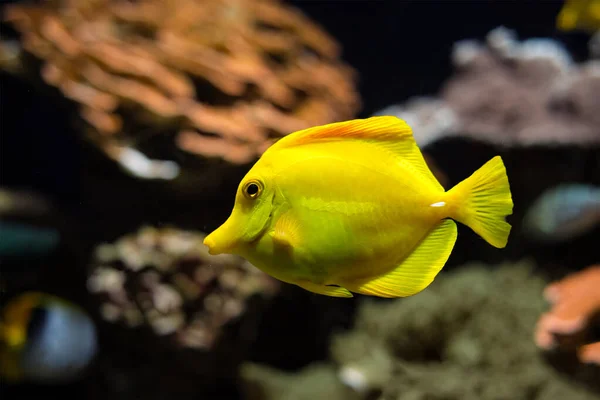 Żółty tang Zebrasoma flavescens ryby podwodne w morzu — Zdjęcie stockowe