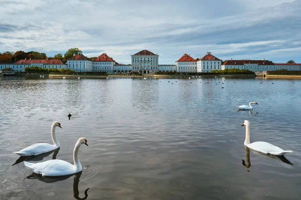 Hattyú a tó közelében Nymphenburg Palace. München, Bajorország, Németország — Stock Fotó
