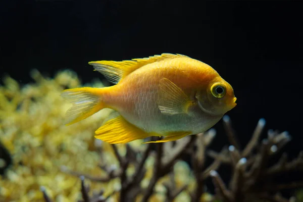 Золотые рыбки под водой в море — стоковое фото