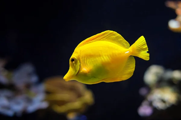 Sarı tang Zebrasoma alevleri denizin altında balık avlar. — Stok fotoğraf