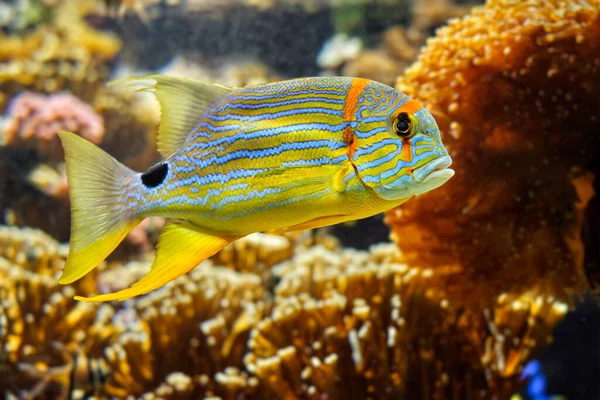 Threadfin Snapper Symphorichthys Ryby Spilurus podwodne w morzu — Zdjęcie stockowe