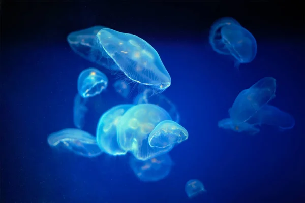 Μέδουσες μέδουσες underwater — Φωτογραφία Αρχείου