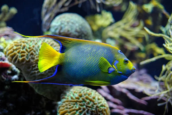 Царица рыба-ангел Holacanthus ciliaris, также известная как голубая рыба-ангел, золотая рыба-ангел или желтая рыба-ангел под водой в море — стоковое фото