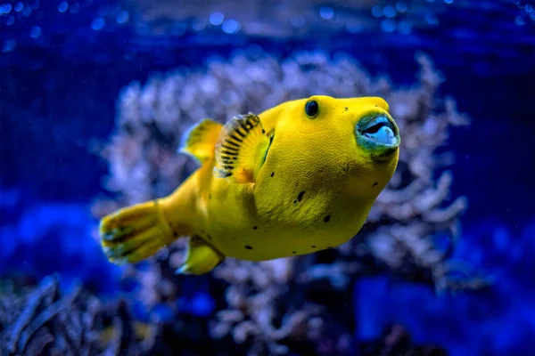 Sarı altın renkli kirpi balığı. Su altında. — Stok fotoğraf