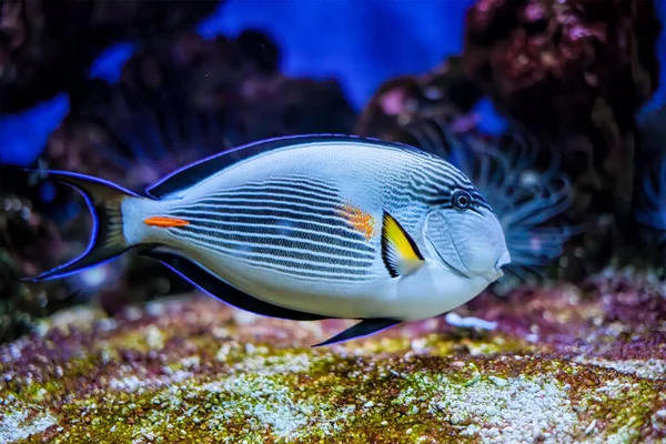 Sohal Surgeonfish underwater — Stock Photo, Image