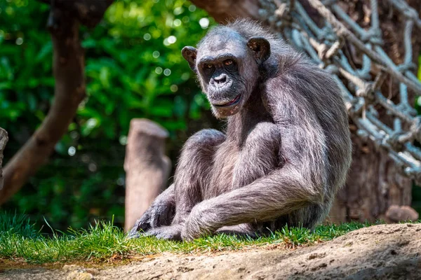 Retrato de um chimpanzé — Fotografia de Stock