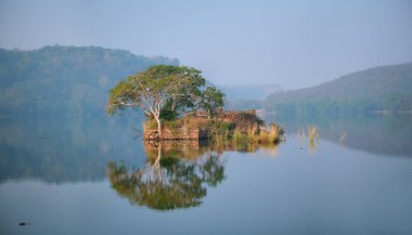 Padma Talao Gölü 'nde sakin bir sabah. Ranthambore Ulusal Parkı, Rajasthan, Hindistan