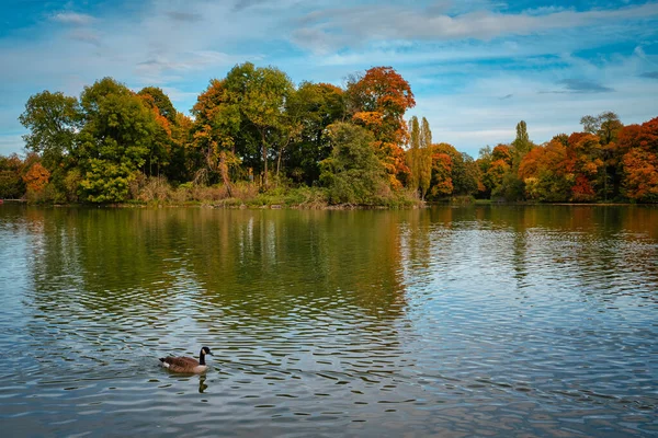Patos em um lago no jardim inglês de Munique Englischer garten park. Munchen, Baviera, Alemanha — Fotografia de Stock
