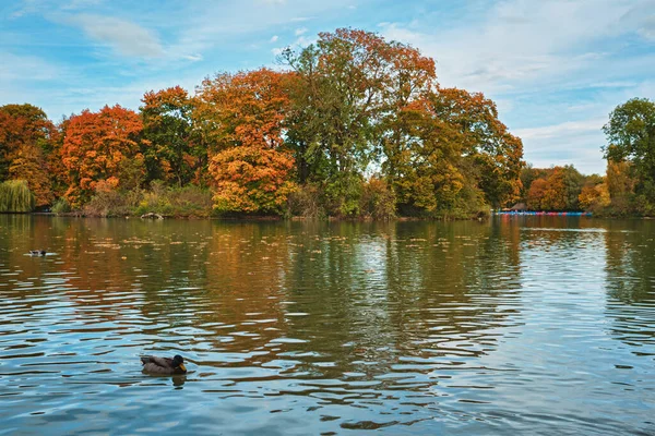 Ducks in a lake in Munich English garden Englischer garten park. Munchen, Bavaria, Germany — Stock Photo, Image