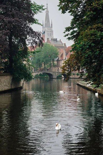 Canal de Bruges com cisnes brancos entre árvores velhas com Igreja de Nossa Senhora no fundo. Brugge, Bélgica — Fotografia de Stock
