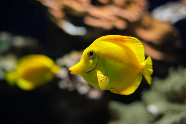 Colmillo amarillo Zebrasoma flavescens pescado bajo el agua en el mar —  Fotos de Stock