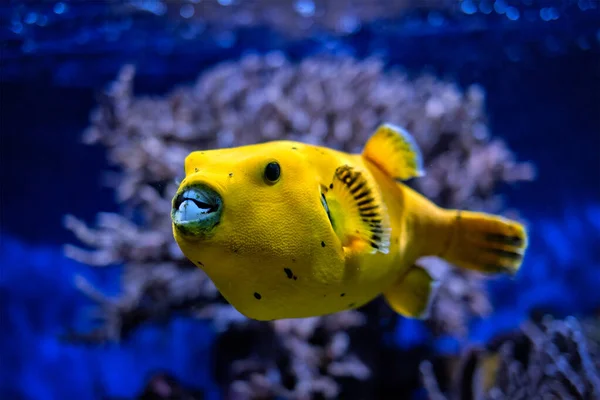Yellow golden puffer guineafowl puffer fish underwater — Stock Photo, Image