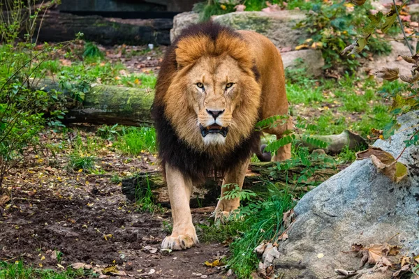 León en la selva en la naturaleza —  Fotos de Stock