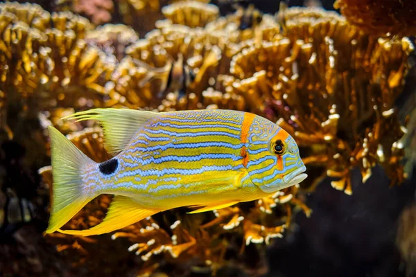 Couleuvre à voile Symphorichthys spilurus dorade bleue poisson sous-marin en mer — Photo