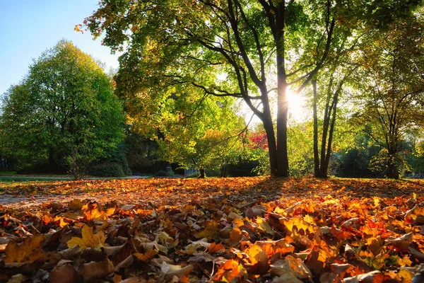 Outono dourado outono outubro no famoso lugar de relaxamento de Munique - Englishgarten. Munchen, Baviera, Alemanha — Fotografia de Stock
