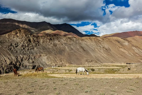 Caballos y vacas pastando en el Himalaya. Ladakh, India — Foto de Stock