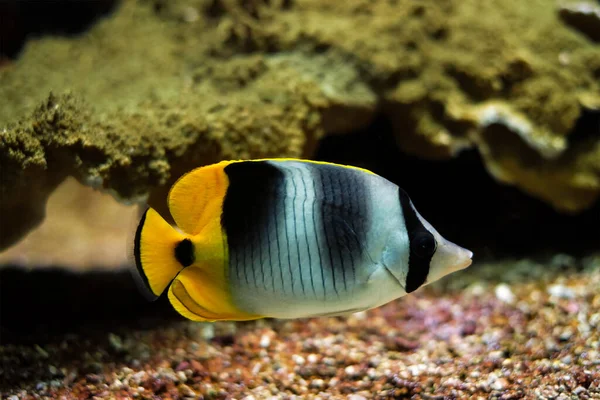 Butterflyfish pacífico de sela dupla Chaetodon ulietensis peixe subaquático no mar — Fotografia de Stock