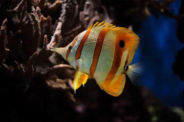 Copperband butterflyfish Chelmon rostratus — Stock Photo, Image