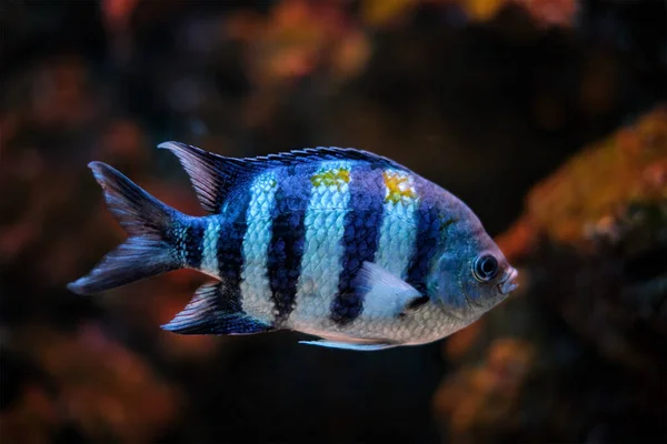 Indopacifický seržant Abudefduf vaigiensis ryba — Stock fotografie