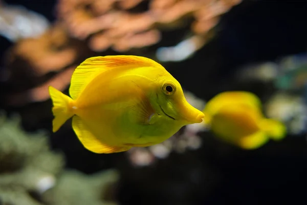 Colmillo amarillo Zebrasoma flavescens pescado bajo el agua en el mar —  Fotos de Stock