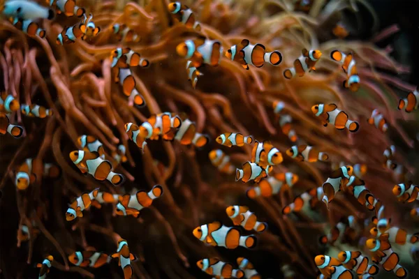 Payaso Anémona Amphiprion ocellaris —  Fotos de Stock