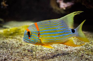 Sailfin snapper Symphorichthys döküntü mavi çizgili deniz çipurası balığı denizin altında