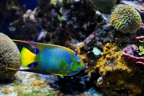 Królowa angelfish Holacanthus ciliaris, znana również jako niebieska angelfish, złota angelfish lub żółta angelfish podwodna w morzu — Zdjęcie stockowe