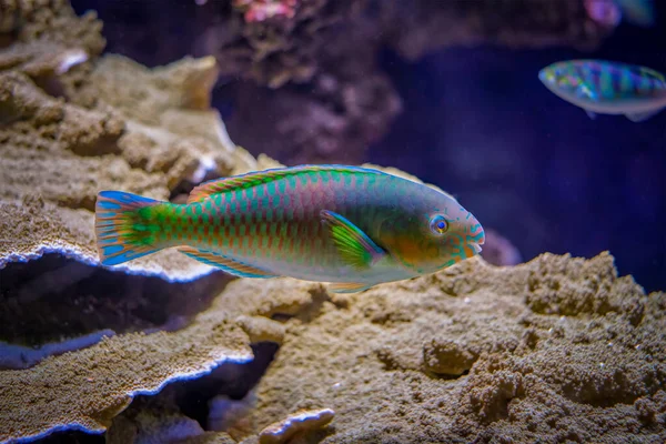 Scarus quoyifish Quoys parrotfish underwater in sea — Stock Photo, Image