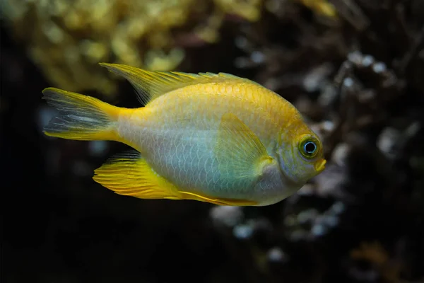 Aranymakréla önző halak a tenger alatt — Stock Fotó