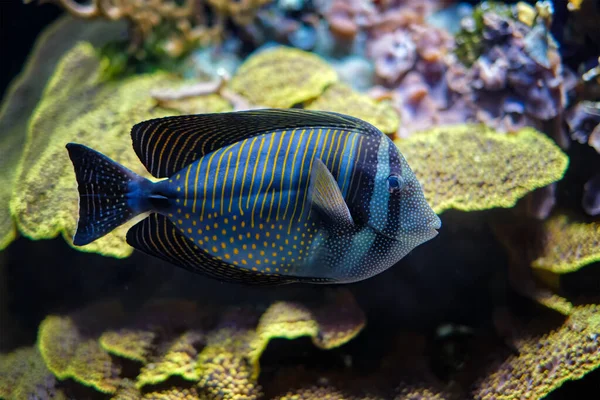 Rode Zee zeilvis tangfish onderwater in zee — Stockfoto