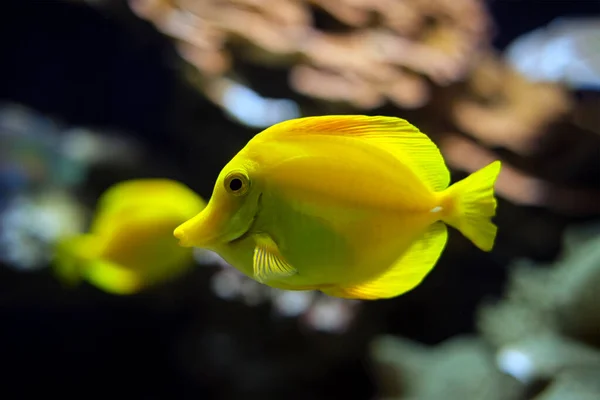 Żółty tang Zebrasoma flavescens ryby podwodne w morzu — Zdjęcie stockowe