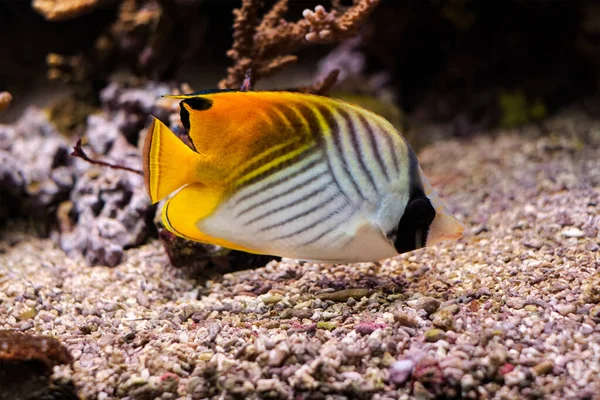 Threadfin fjärilsfisk Chaetodon auriga fisk under vatten i havet — Stockfoto