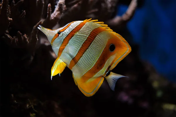 Butterflyfish de cobre Chelmon rostratus — Fotografia de Stock