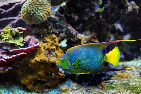 Pez ángel reina Holacanthus ciliaris alias pez ángel azul, pez ángel dorado o pez ángel amarillo en el mar —  Fotos de Stock