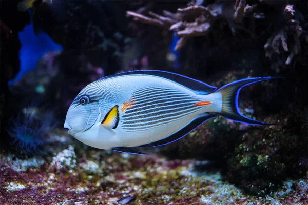 Sohal Kirurgfisk under vatten — Stockfoto