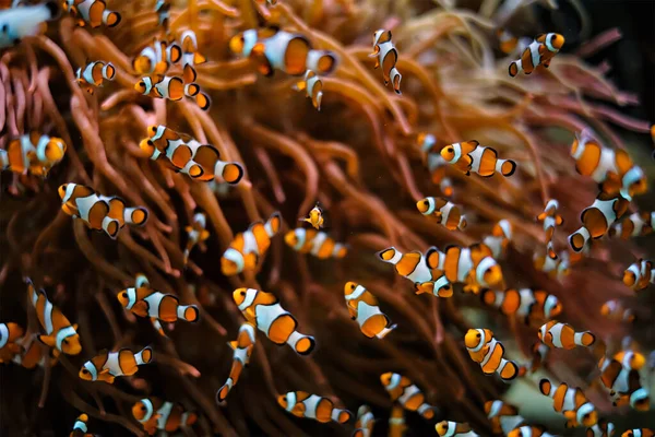 Bohóc Anemonhalka Amphiprion ocellaris — Stock Fotó