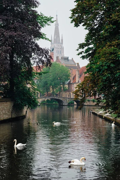 Brugge kanaal met witte zwanen tussen oude bomen met kerk van Onze Lieve Vrouw op de achtergrond. Brugge, België — Stockfoto