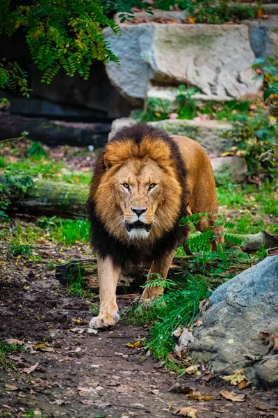 Lew w lesie dżungli w przyrodzie — Zdjęcie stockowe