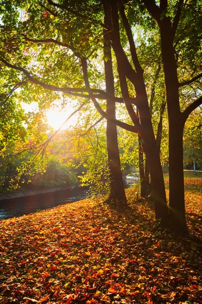 Automne doré automne Octobre à Munich célèbre lieu de détente - Anglais jardin. Munchen, Bavière, Allemagne — Photo